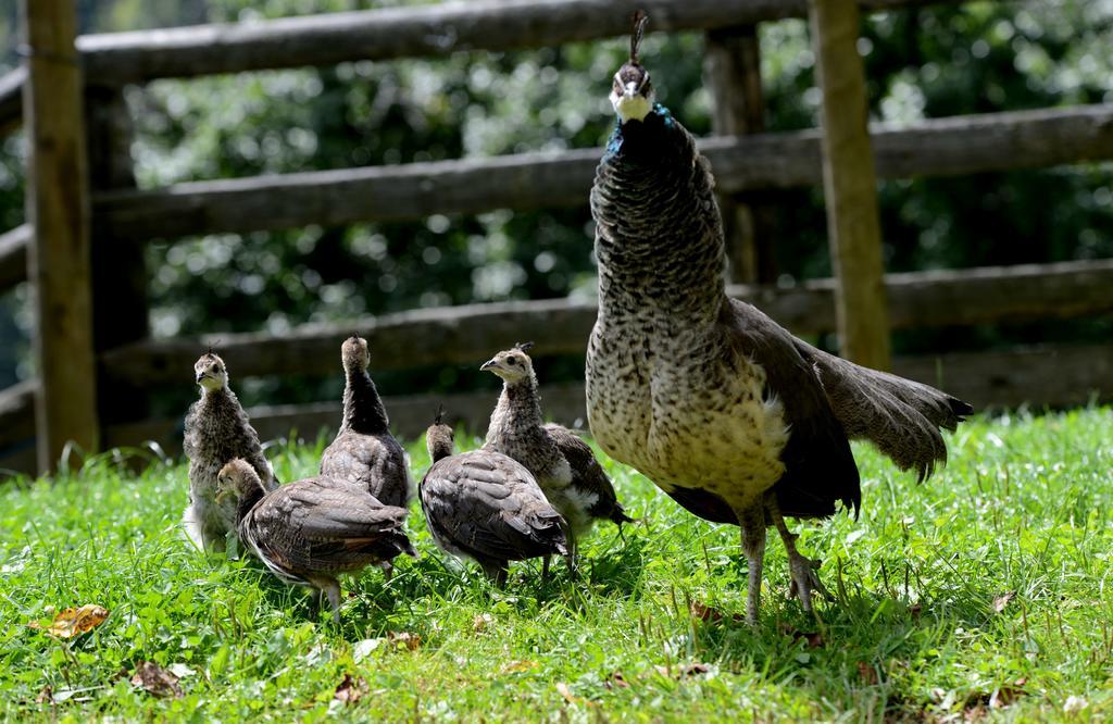 Tourist Farm Arbajter Βίλα Resnik Εξωτερικό φωτογραφία