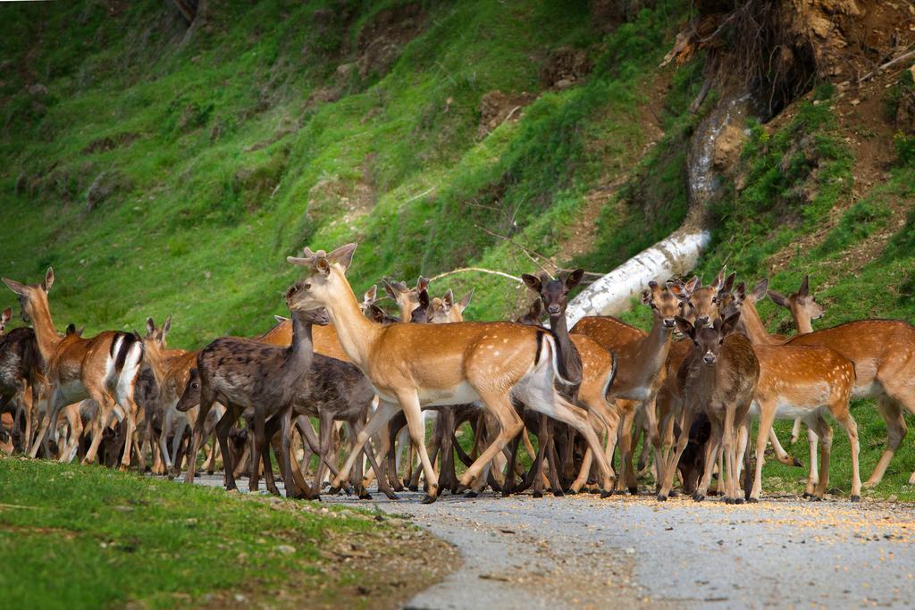 Tourist Farm Arbajter Βίλα Resnik Εξωτερικό φωτογραφία